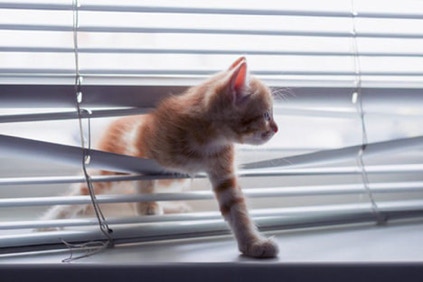 cat through blind